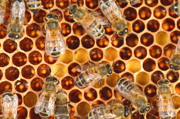 pszczoły na plastrze miodu   