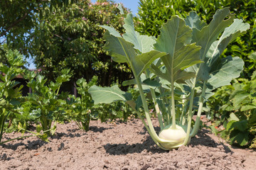 kohlrabipflanze
