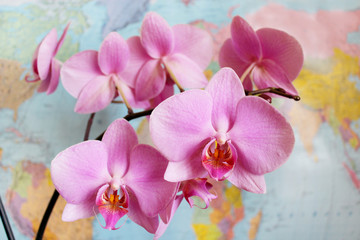 Orchid in geography class