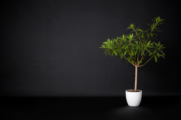 Flower in a pot on a white background.