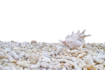 Fototapeta na wymiar サンゴの砂浜と貝