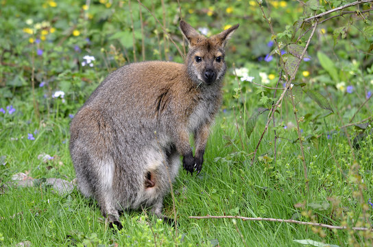 Red-necked wallaby on grass