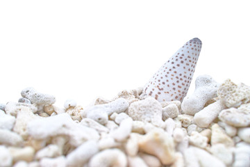 サンゴの砂浜と貝