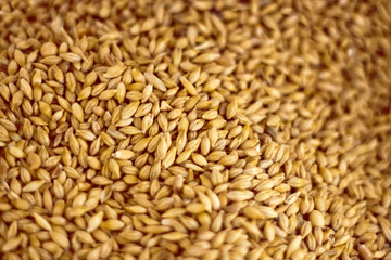 Oat Seeds