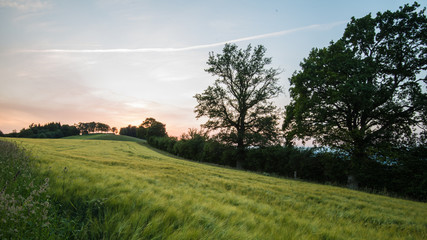 Kornfeld im Sonnenuntergang