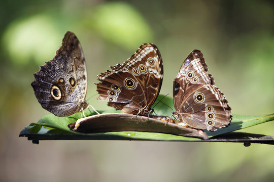 3 butterflies on exotic tropical flower, Costa Rica.