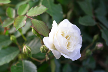 white Rose