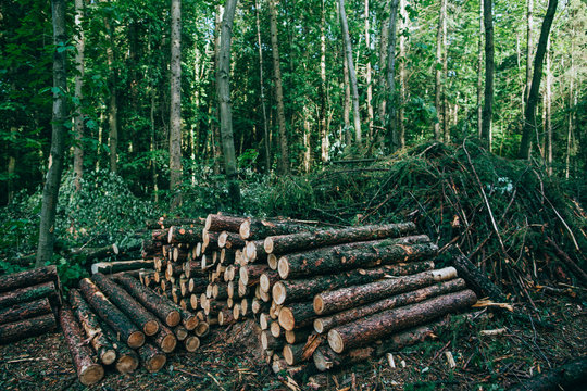 deforestation