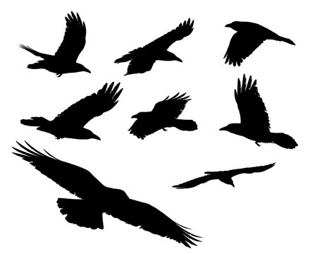 Eight black crows ravens flying above with an isolated white background for clip art.