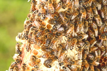 pszczoły na plastrze miodu wiosenną porą 