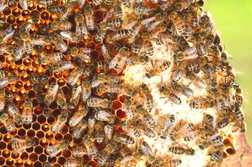 pszczoły na plastrze miodu wiosenną porą 