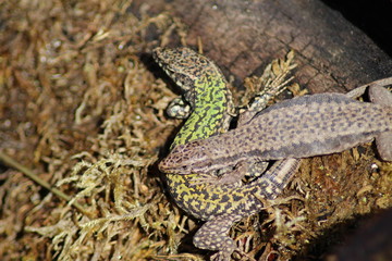 Common Wall Lizard (Podarcis Puralis)