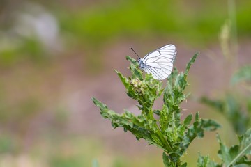 Beautiful wild colorful  butterfly resting on plant