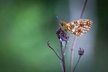 Beautiful wild colorful  butterfly resting on plant