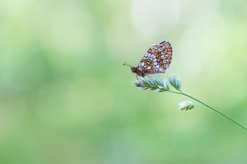 Beautiful wild colorful  butterfly resting on plant