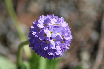 Blue Drumstick Primrose flowers (Primula Denticulata) in Innsbruck, Austria