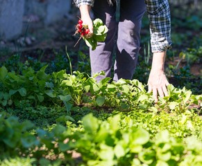 Woman hands with just picked radish