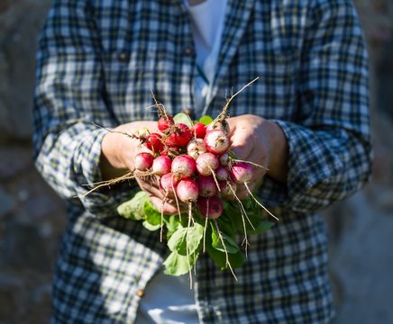 Woman hands with just picked radish