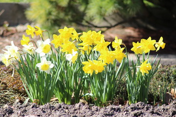 Yellow and white Narcissus flowers (Narcissus Pseudonarcissus) in Innsbruck, Austria
