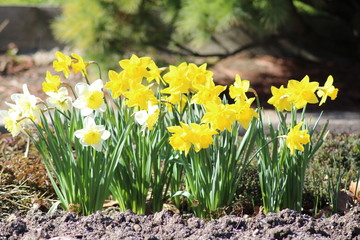 Obraz premium Yellow and white Narcissus flowers (Narcissus Pseudonarcissus) in Innsbruck, Austria