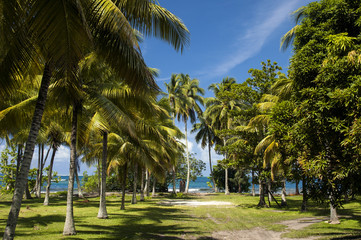 Tropical island, palm trees, Papeete, Tahiti, French Polynesia