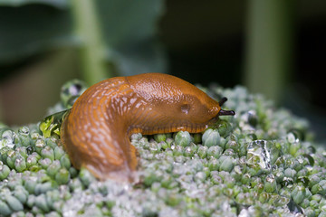 Nacktschnecke im Gemüse-Garten: Vielfraß