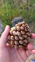 Pine Cone in hand