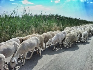 Herd of sheep on the street