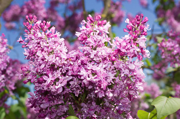 Lilac selective focus