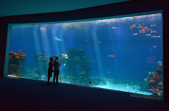 Shark Pool of Coral World Underwater Observatory aquarium in Eil