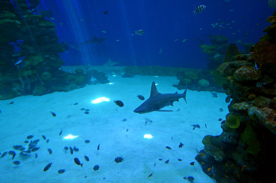 Reef sharks swim in Shark Poo in Eilat, Israel