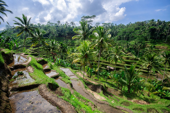 Terrace Rice Fields On Bali, Indonesia