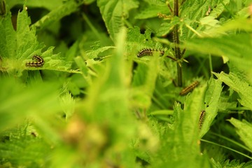 raupen auf brennesseln II