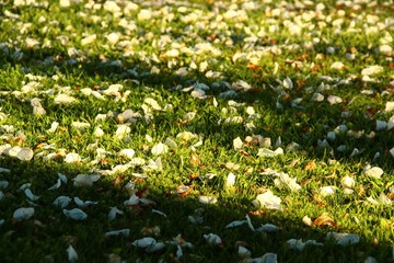 Obraz premium blueten in der wiese I