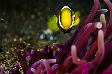scuba diving lembeh  Indonesia  saddleback anemonefish underwater