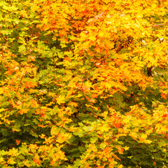 Fall trees yellow orange leaves nature background