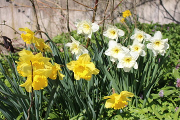 Yellow and white Narcissus flowers (Narcissus Pseudonarcissus) in Innsbruck, Austria