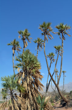 Doum Palm near Eilat Israel
