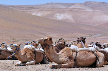 Convoy of Camels rest during a desert voyage - obrazy, fototapety, plakaty