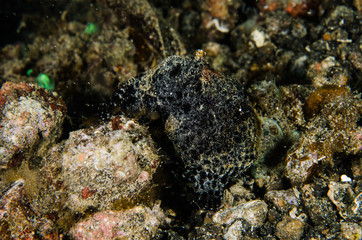 scuba diving lembeh indonesia painted frofish underwater
