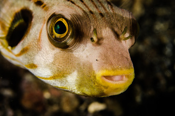 scuba diving lembeh  indonesia striped puffer © fenkieandreas