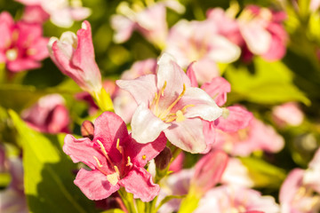 Fototapeta na wymiar Spring weigel flowers close up