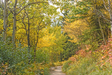 Fall Colors on a Western Mountain Trail