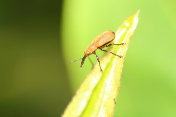 Small insect and bug spider in the garden