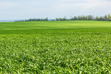 Fototapeta na wymiar Green field with wheat grass