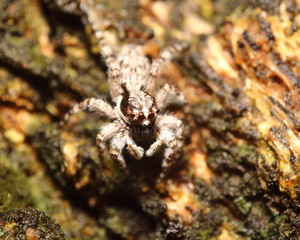 Small insect and bug spider in the garden