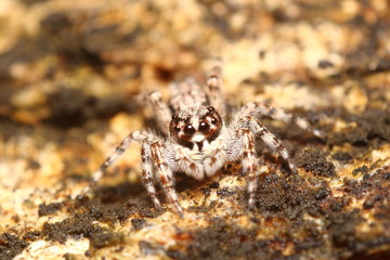 Small insect and bug spider in the garden