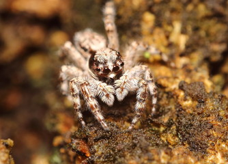 Small insect and bug spider in the garden