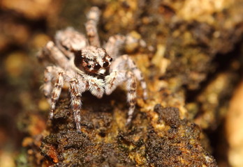 Small insect and bug spider in the garden