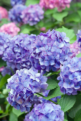 Hydrangea